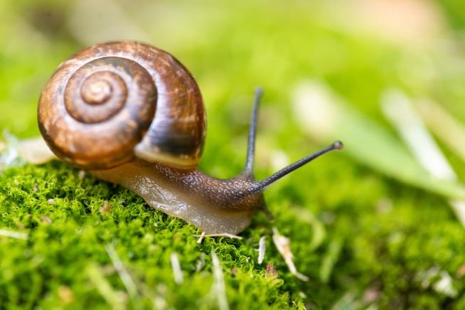 Tiny Endangered Snails Reintroduced to Remote Island