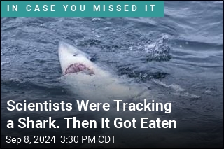 Scientists Were Tracking a Shark. Then the Data Got Weird