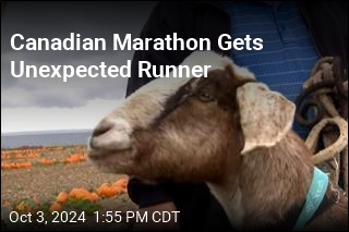 Escaped Goat Medals in Marathon