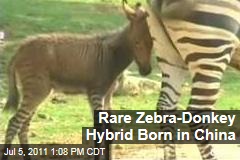 Rare Zebra-Donkey Hybrid Born in China